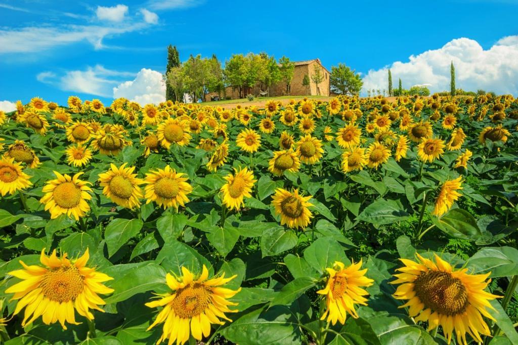 Campos de girasol en la Toscana