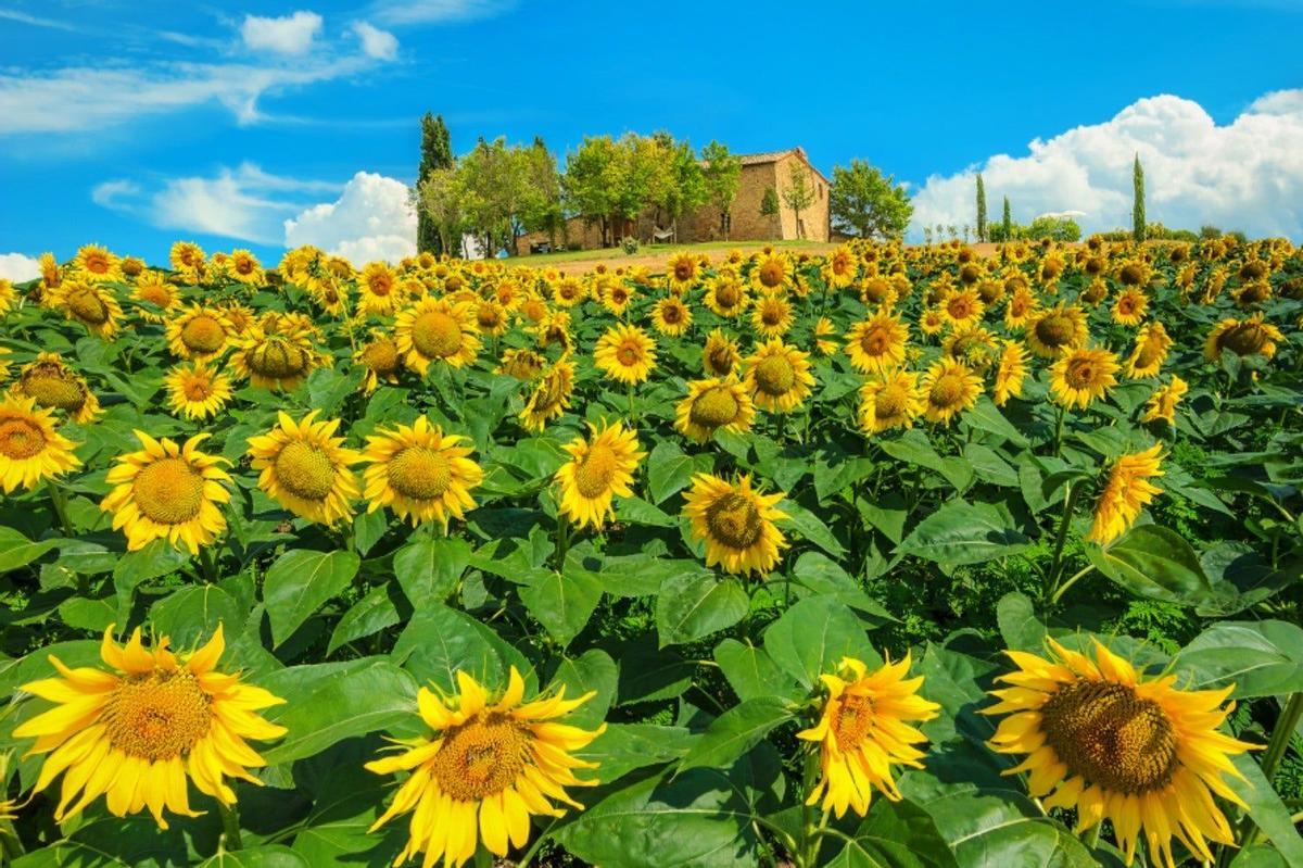 Toscana, campos de flores