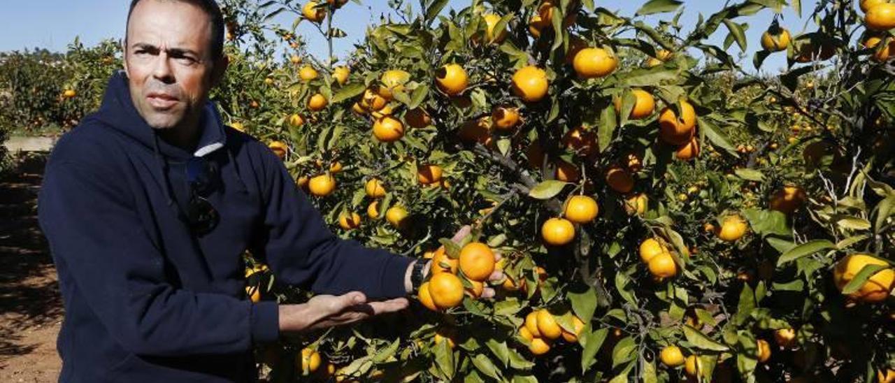 Los bajos precios dejan la naranjas de variedad tempranas en el árbol