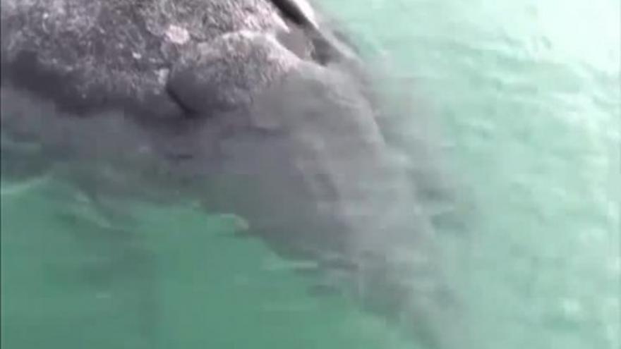 Hallan dos ejemplares de ballenas grises siamesas en México