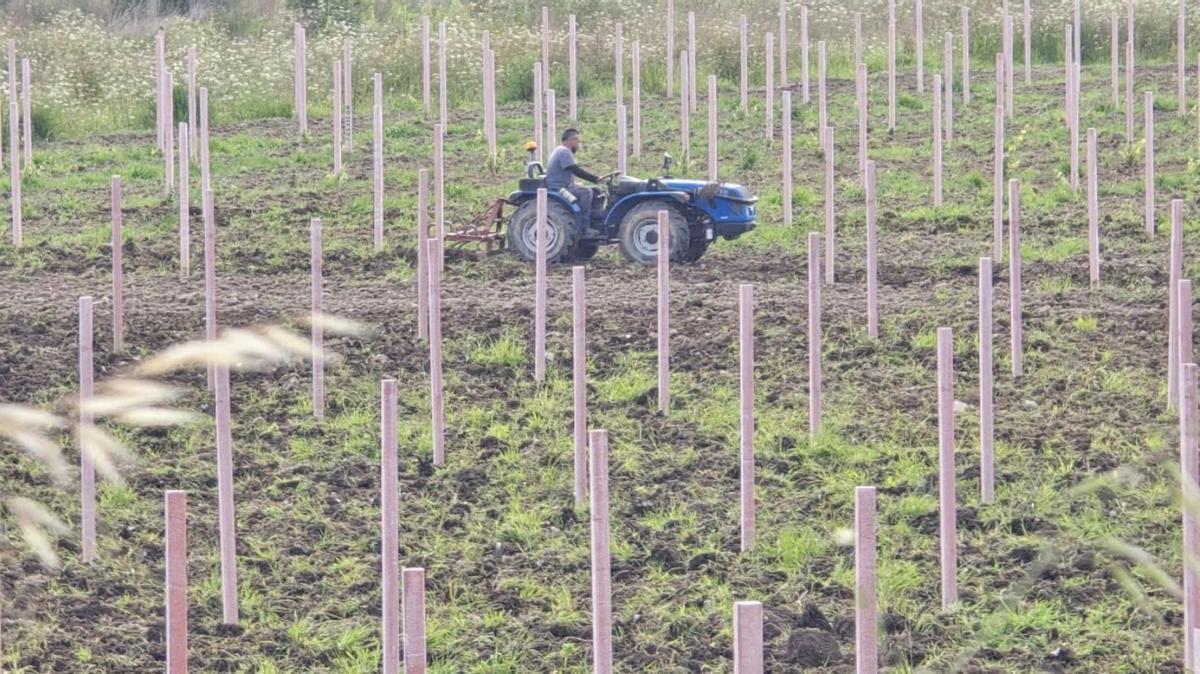 La preparación del
terreno en una
plantación joven de
Val do Salnés.
| M. Méndez