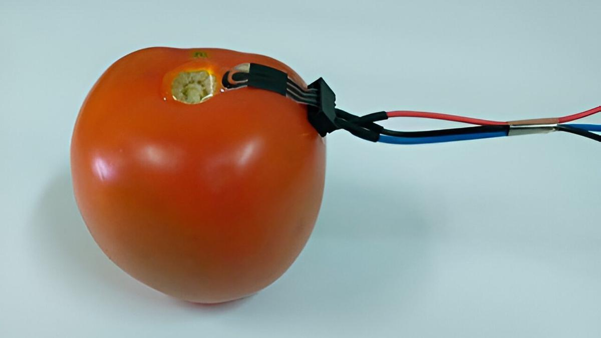 El sensor de pesticidas, aplicado sobre un tomate