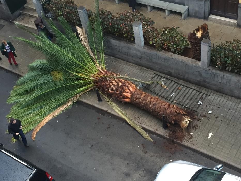 Caída de una palmera en la calle Canalejas