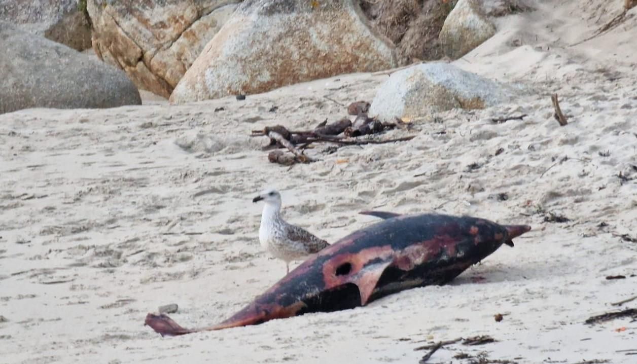 Arribada masiva de delfines muertos en las Rías Baixas