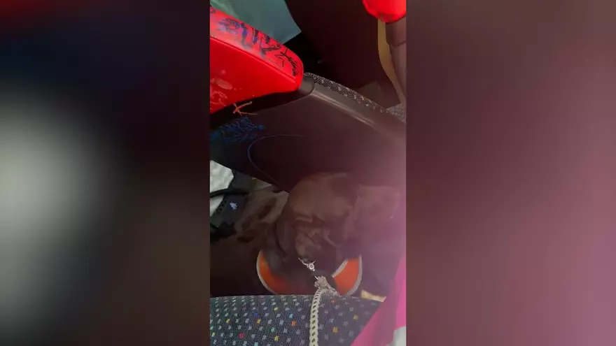 VÍDEO | Un conductor del TIB expulsa del bus a una joven alemana por ir acompañada de su perro guía