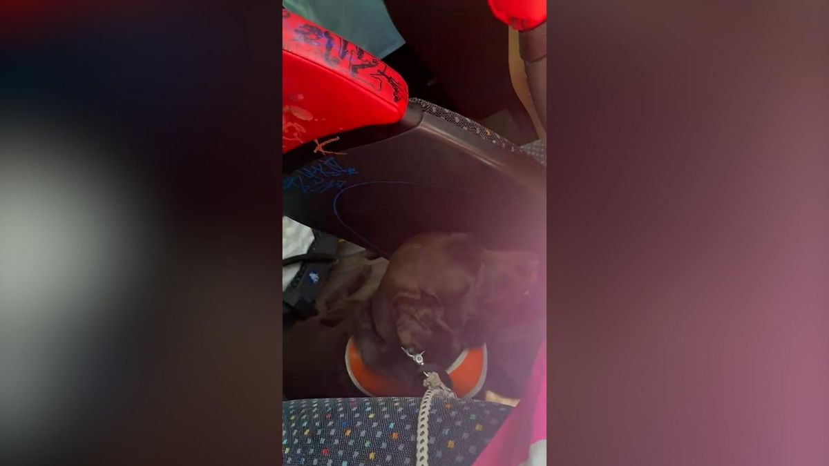 VÍDEO | Un conductor del TIB expulsa del bus a una joven alemana por ir acompañada de su perro guía