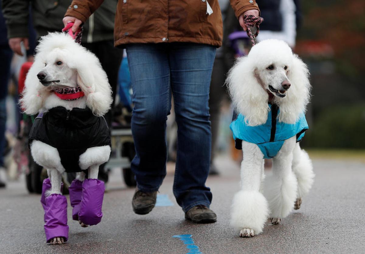 Crufts Dog Show, l'exhibició de gossos més gran d'Anglaterra