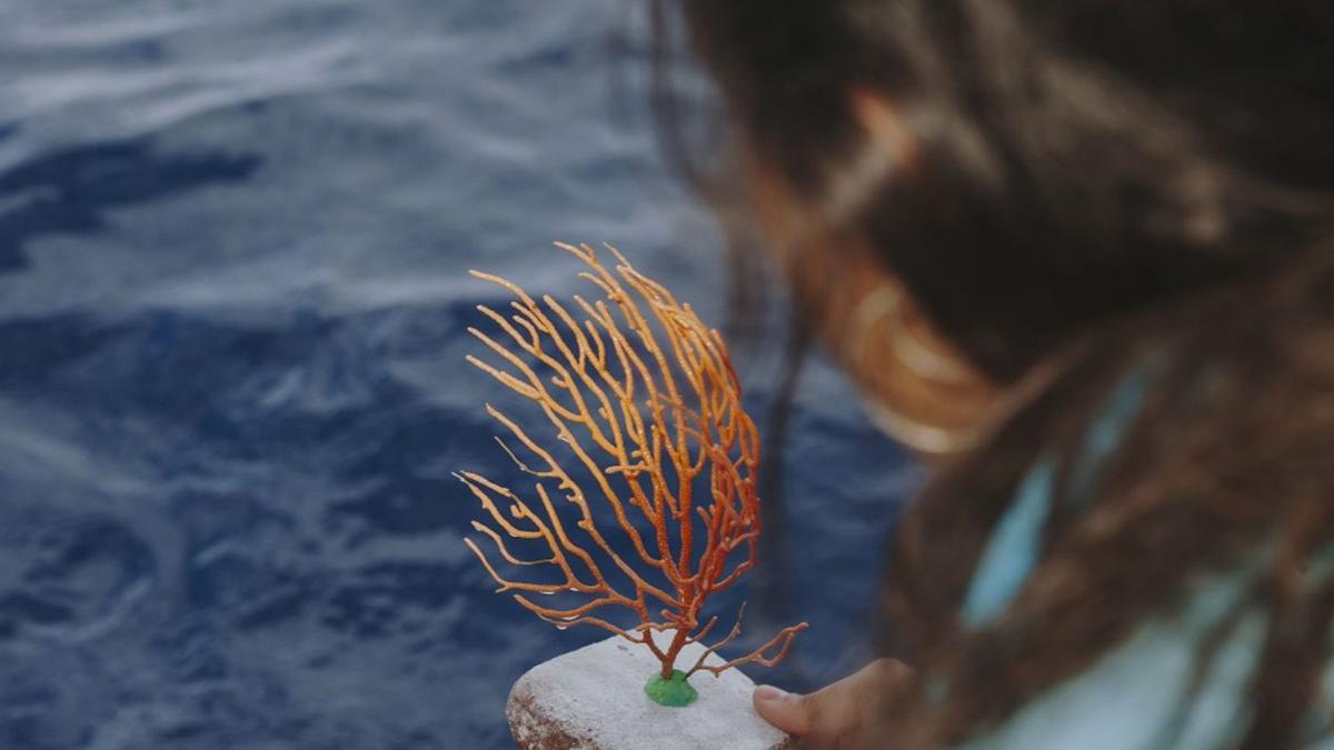 Gorgònies que s’han retornat al mar de cap de Creus. | CSIC