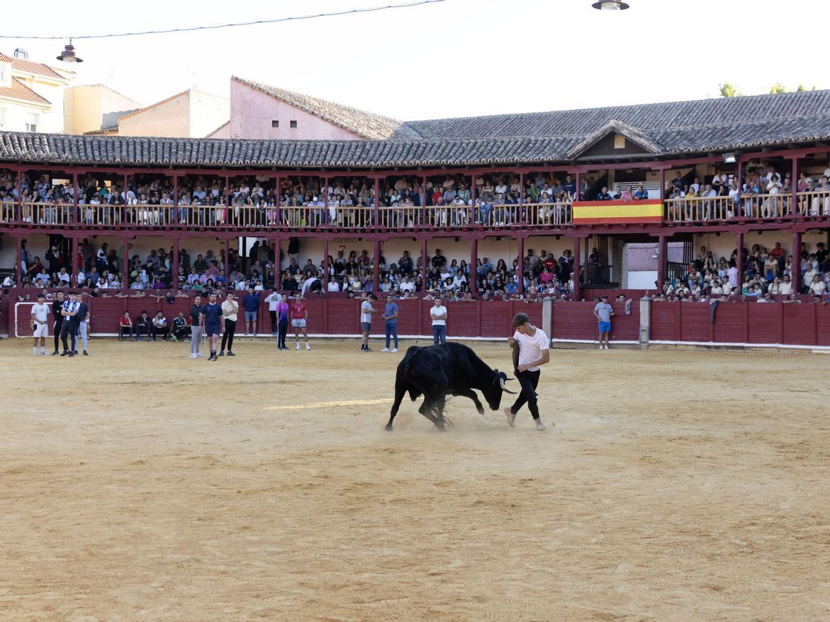 Toro del Cajón, San Agustín 2026