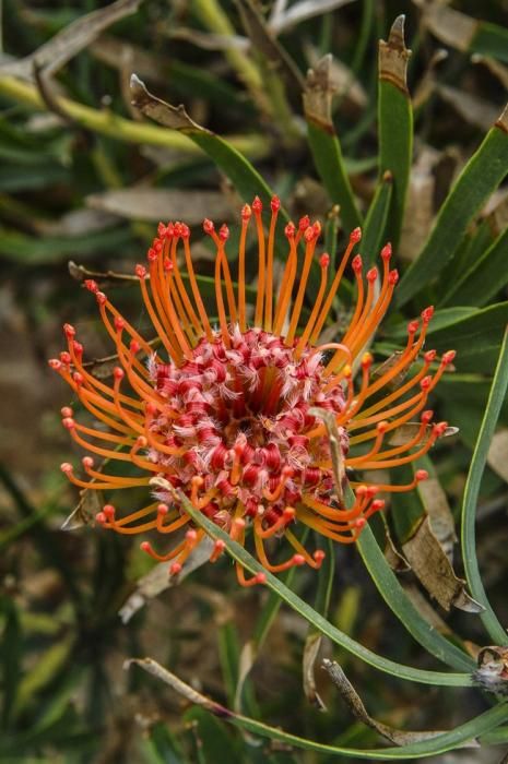 Visita a una plantacion de proteas een la Granja Agrícola del Cabildo. FOTOS: JC CASTRO