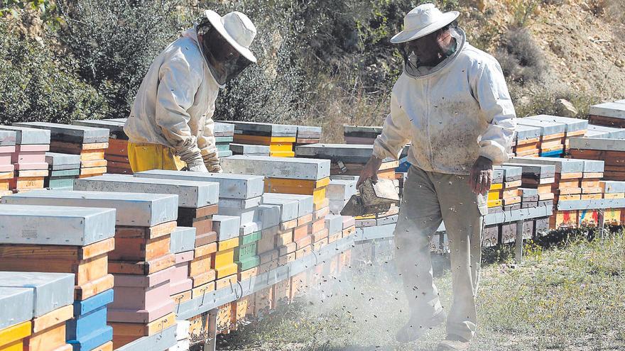 El decreto de la &#039;pinyolà&#039; desata una guerra en el sector citrícola