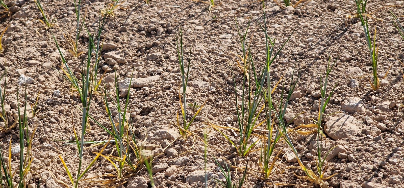 Efectos de la sequía sobre cultivos de cereal y montes en la Junquera, El Moralejo (Caravaca de la Cruz).