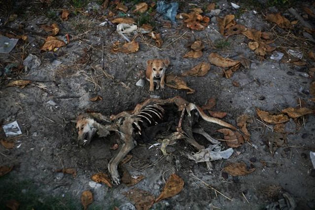 Un cachorro ante el cadáver de su supuesta madre, en una zona violenta de Myanmar.