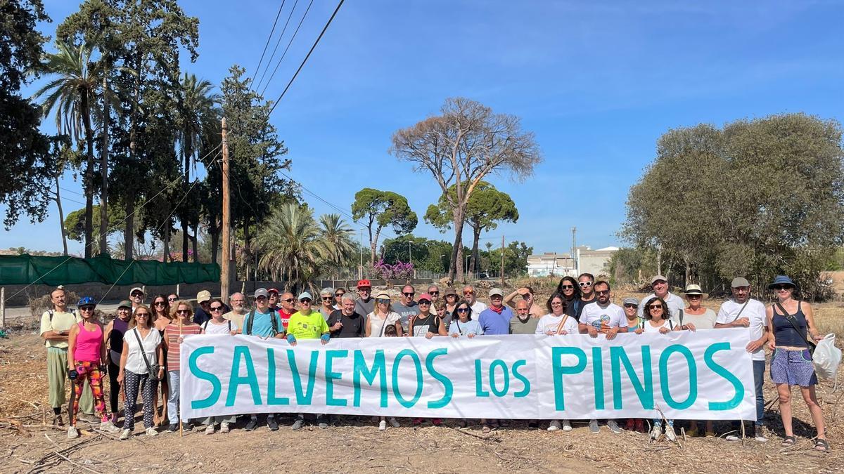Clamor vecinal para que no talen los árboles centenarios de Churra: "¡Salvemos los pinos!"