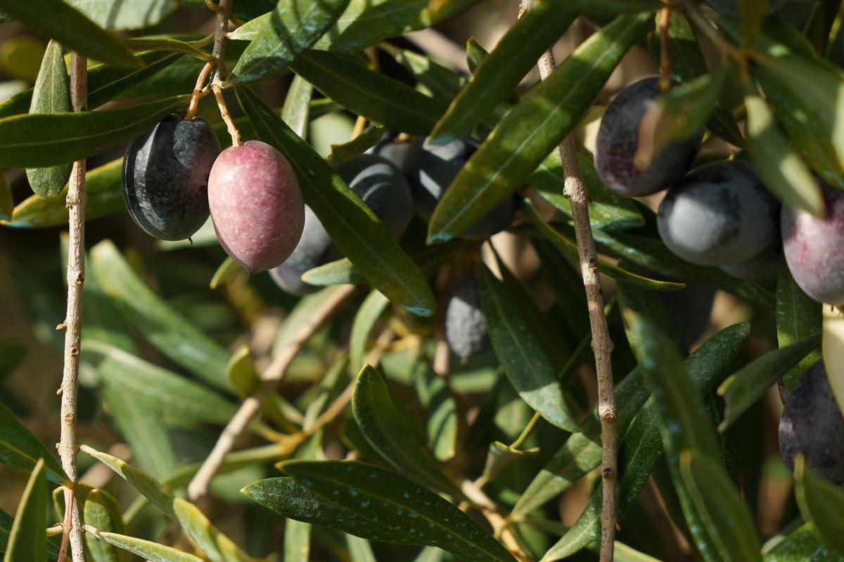 Aceitunas en un olivo.