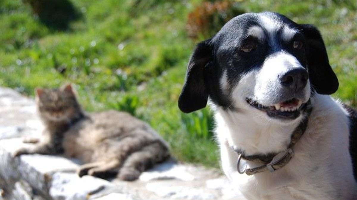 Las líneas estratégicas del Plan van desde la gestión de animales abandonados hasta la gestión de animales salvajes