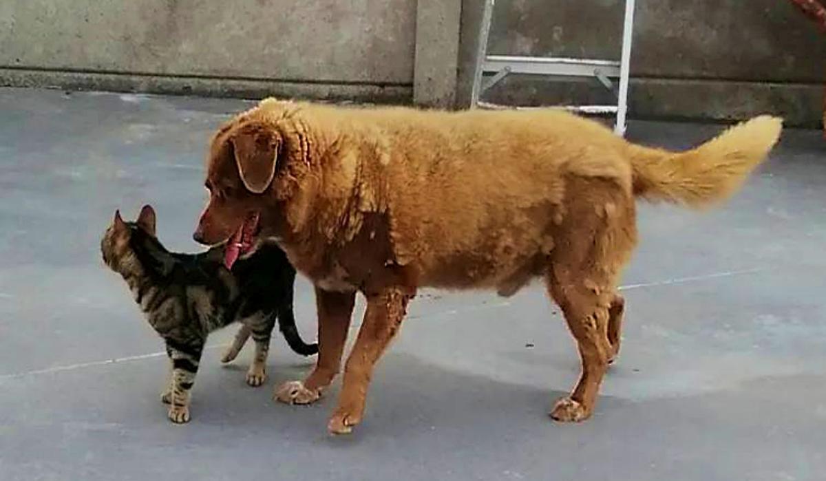 La leyenda de Bobi: Un perro de Portugal rompe el récord mundial de longevidad