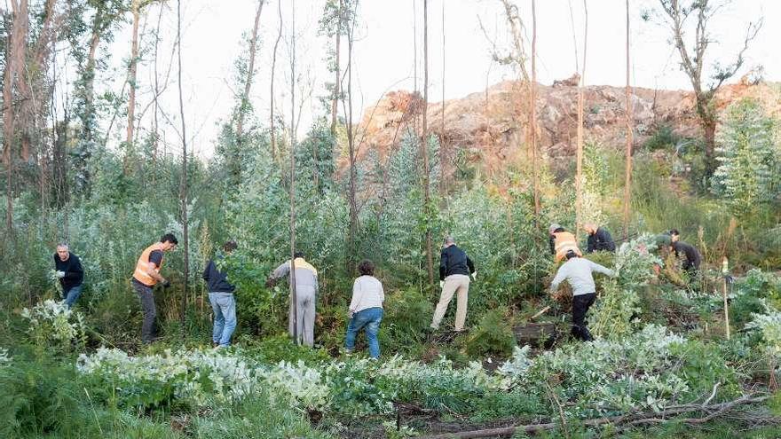 Limpieza de monte en Matamá (Vigo) por un grupo de voluntarios. // Pilar Fariña