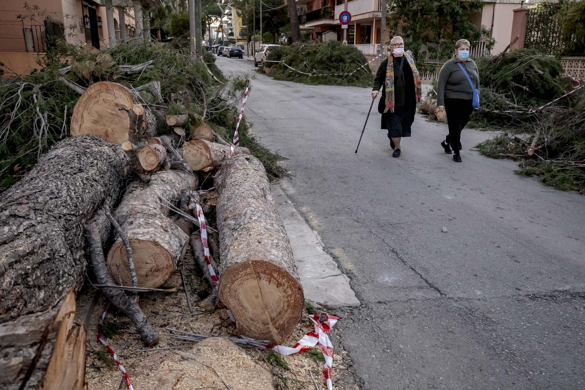 Los vecinos lamentan el "exterminio masivo" de árboles en la calle Pins de Can Pastilla