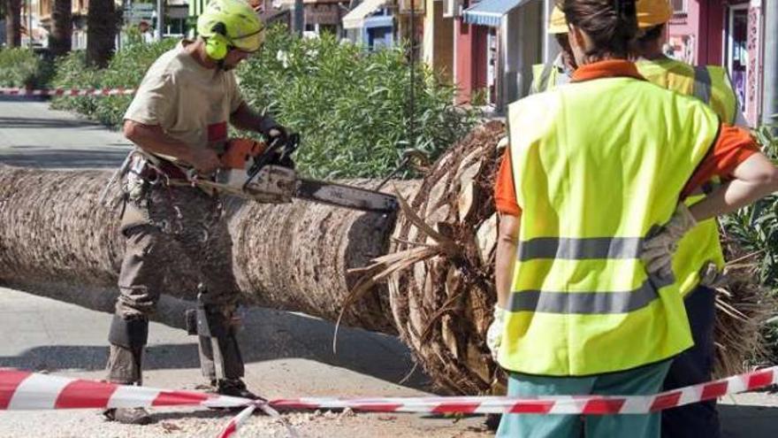 Varios operarios trabajaban ayer en la tala de las palmeras.