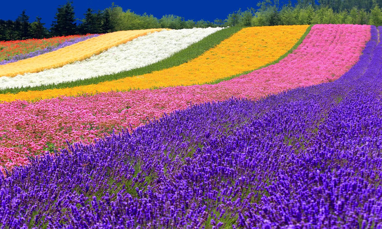 Tomita Farn: el rincón japonés en el que puedes tocar un arcoiris de flores.