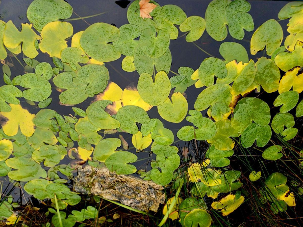Imagen tomada en un estanque situado junto al rectorado de la Universidad de Córdoba.