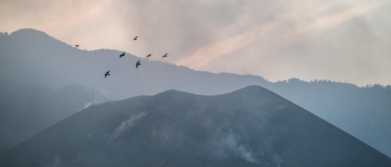 Los palmeros limpian la ceniza del volcán