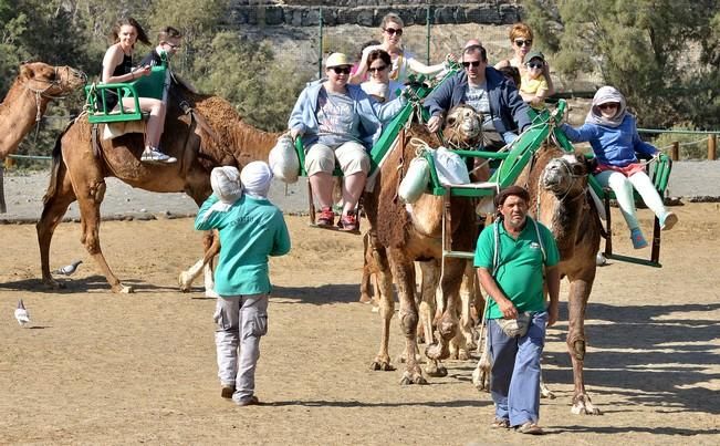 CAMELLOS DUNAS MASPALOMAS