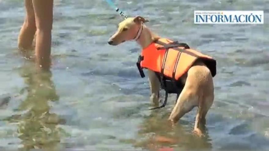 La playa para perros de El Campello cumple un año