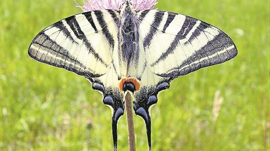 La sequía causa la desaparición de aves y mariposas en el Mediterráneo