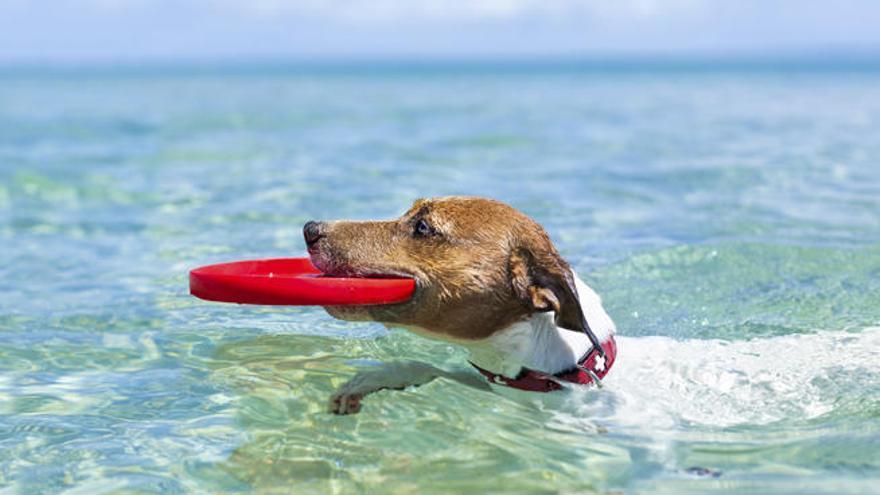 Pool party para perros en un pueblo de València