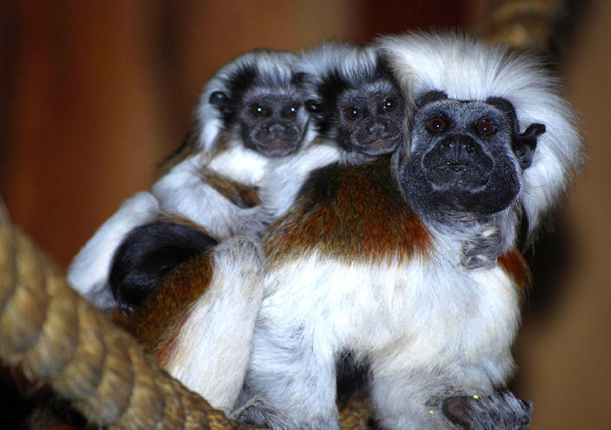 Un mico carrega les seves dues cries sobre l’esquena al parc Symbio, al sud de Sydney (Austràlia).