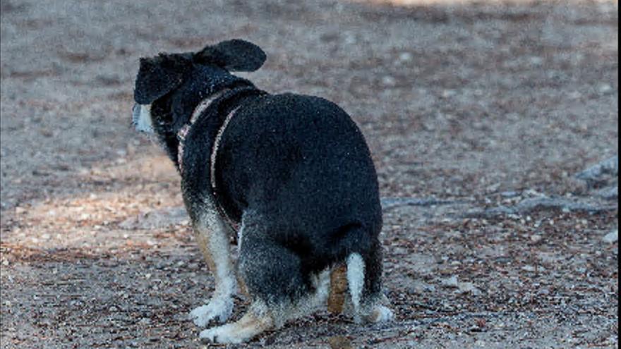 Los vecinos de Alicante opinan sobre la suciedad por las heces y orines de las mascotas