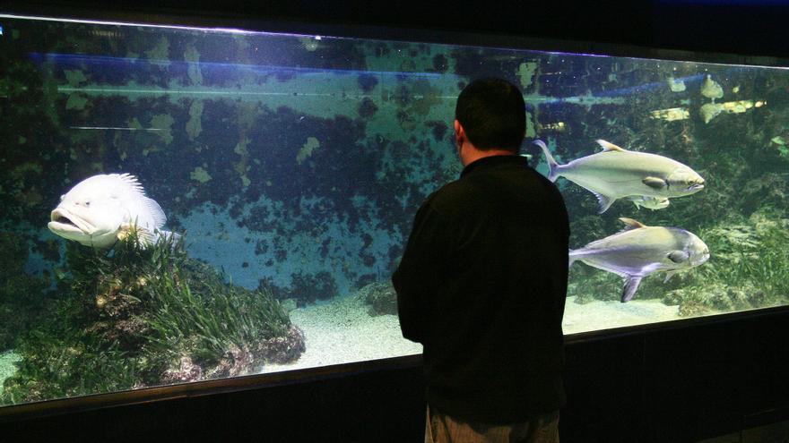 El acuario de Santa Pola reabrirá mañana tras más de tres años cerrado por deficiencias