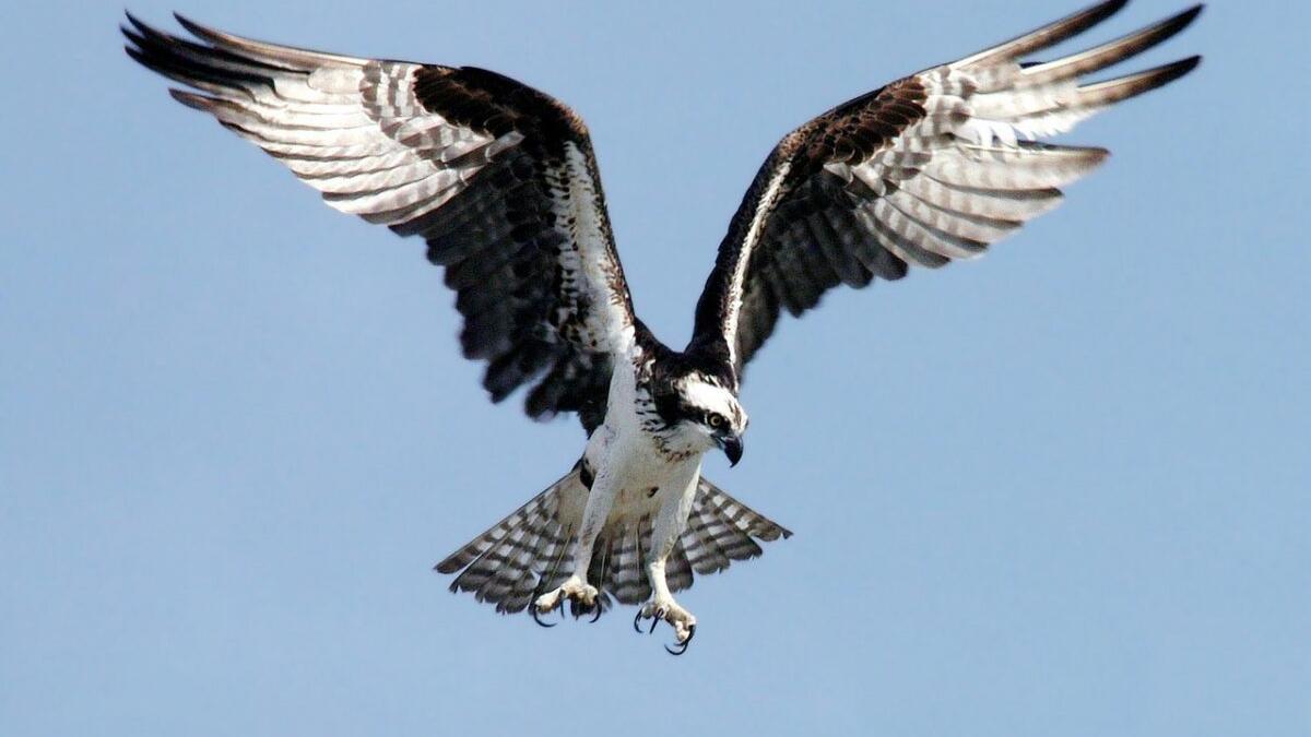 El águila pescadora no es siempre infalible