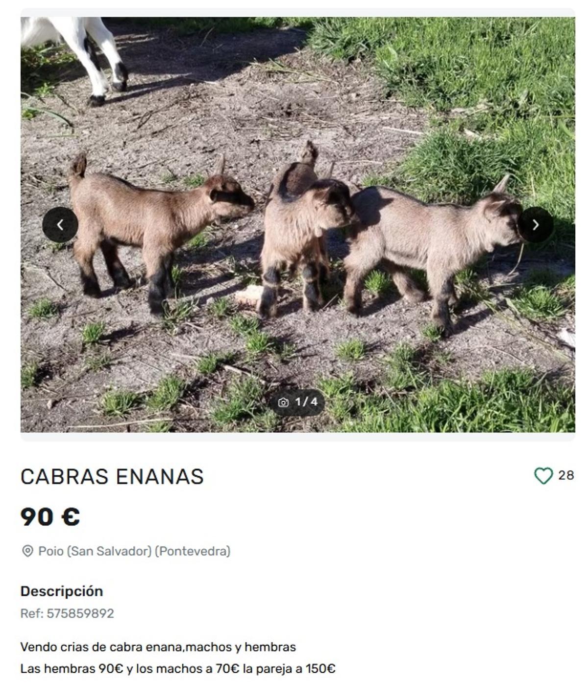 Anuncio de venta de cabras enanas localizado en Galicia.