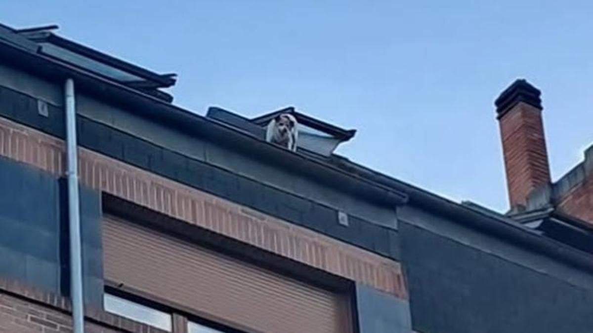 El perro "Markus", en lo alto de la azotea del edificio en el que vive.