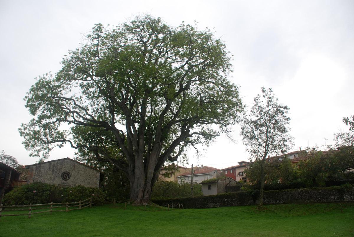 El aguacate de la finca Llacín, en Porrúa (Llanes).