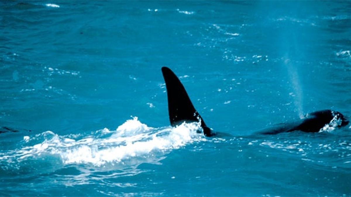 Fin de semana entre delfines y ballenas