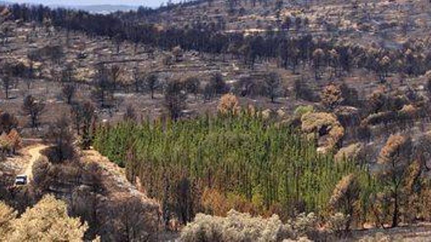 Los cipreses, barrera antiincendios