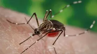 ¿Qué es el dengue, la enfermedad que se expande por Latinoamérica? Síntomas y tratamiento