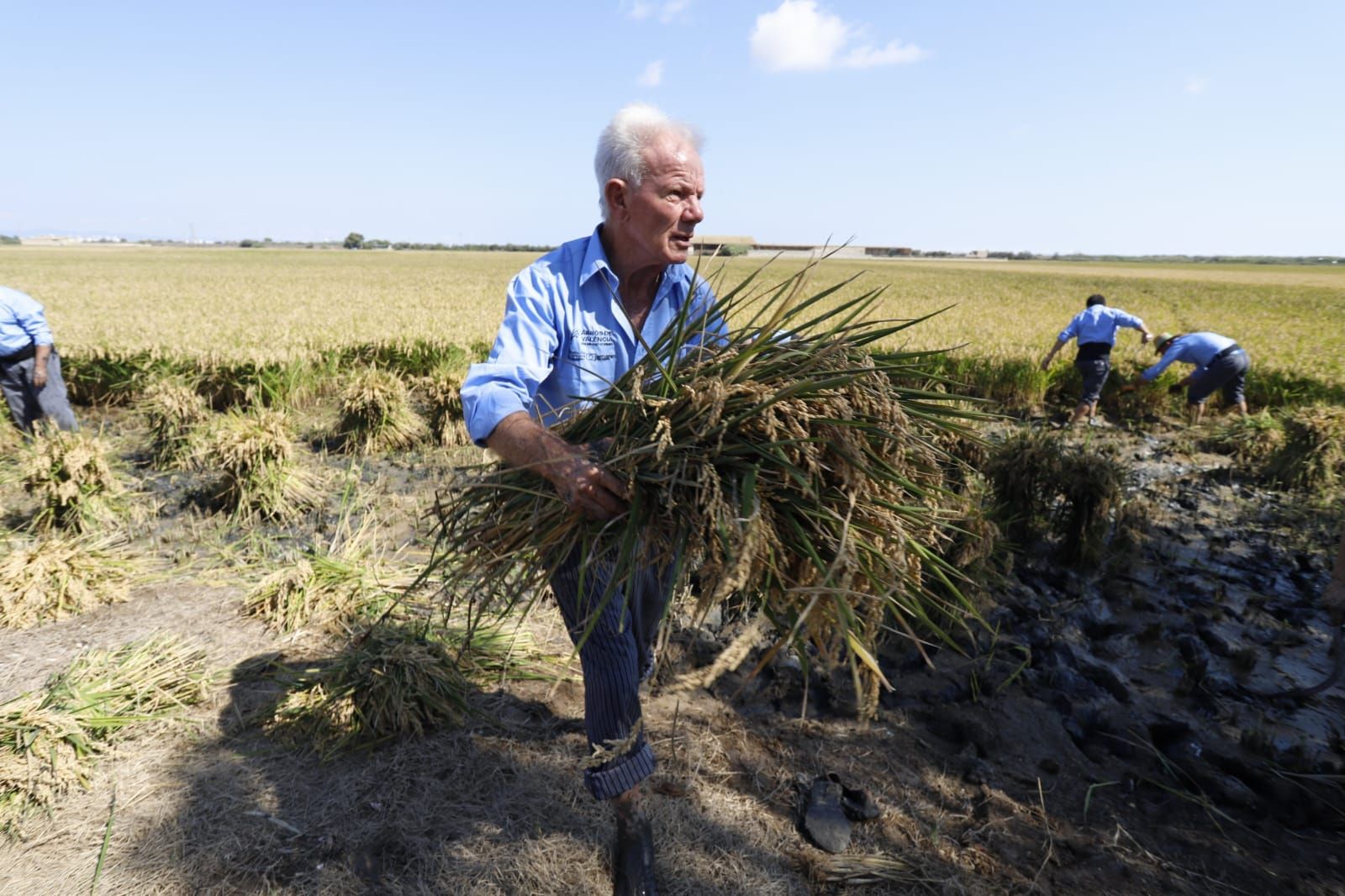 Todas las imágenes de la Fiesta de la Siega del Arroz 2024