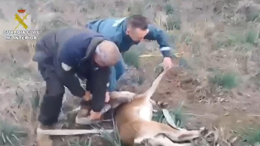 Rescatan a una cabra montés atrapada en el fondo de una sima en Antequera