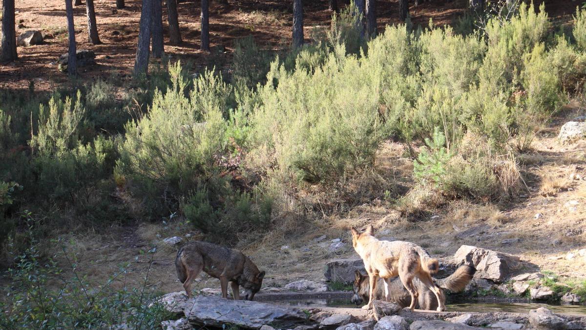 Lobos en el Centro del Lobo de Sanabria