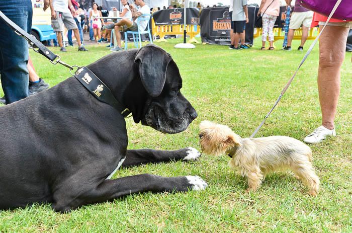 II Feria de mascotas, en Maspalomas