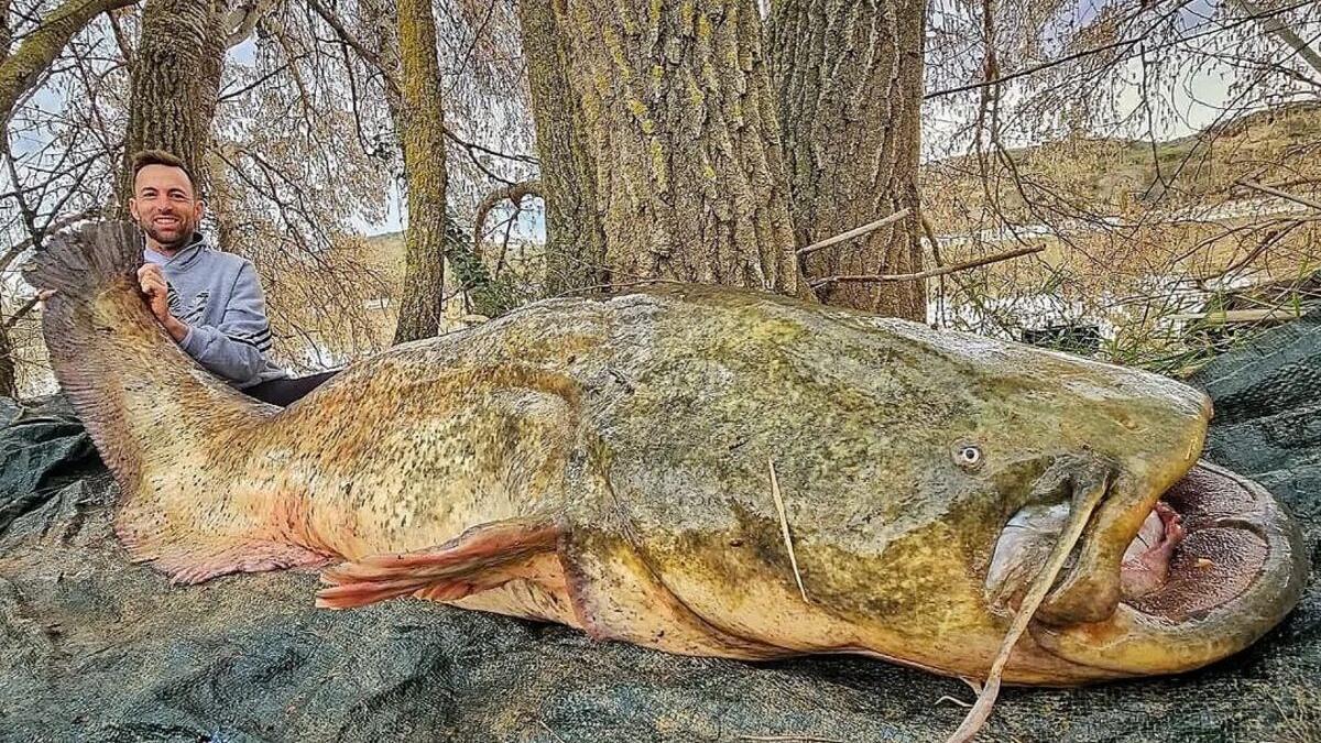 Un siluro de 2,30 metros pescado en Zaragoza