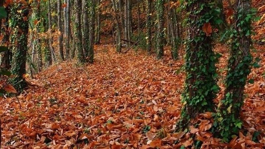 El Otoño Mágico del Ambroz ya es fiesta de interés turístico nacional