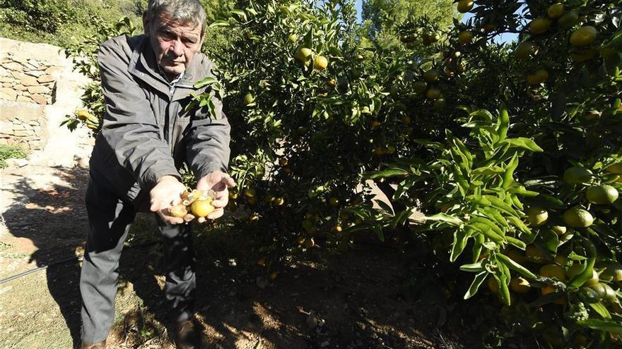 Los jabalís ya arrasan los huertos de cítricos más cercanos a Castellón