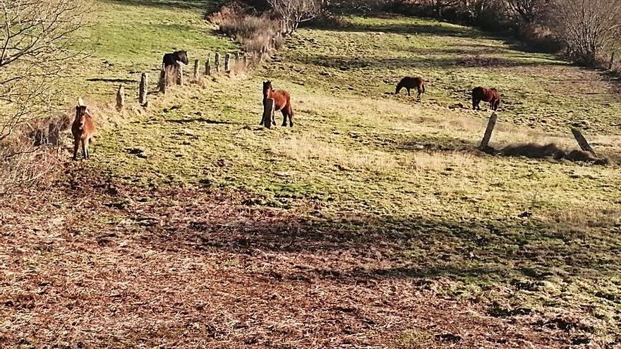 Vecinos de Souto y Arca urgen a Rapa das Bestas a retirar reses que les causan daños