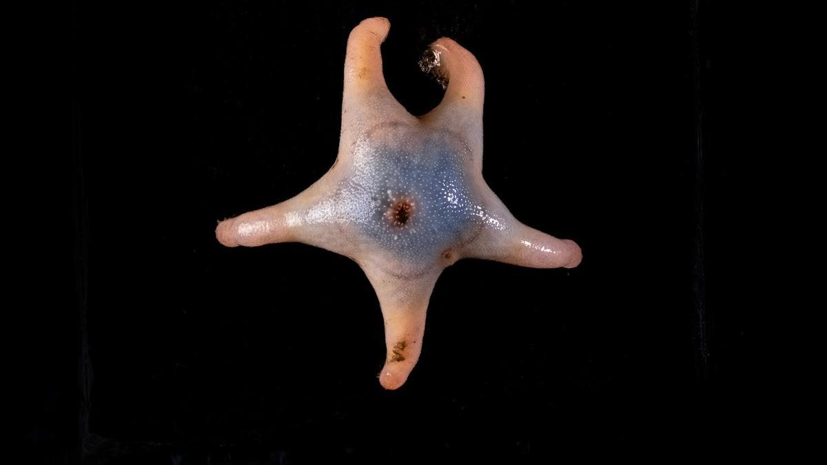 Nueva estrella de mar descubierta en aguas árticas